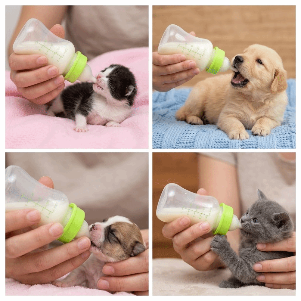 4pcs/ Set 150ml Capacity Pet F - đánh giá và giá Storage Tips For Food